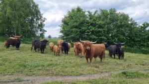 Mehr über den Artikel erfahren Schottische Hochlandrinder am BioHof Pilsl